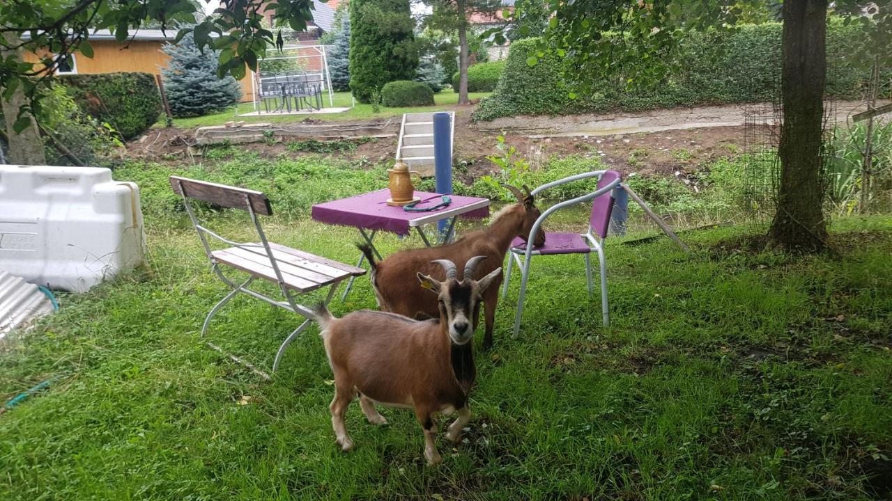 Zimmervermietung Zahn Baalberge エクステリア 写真